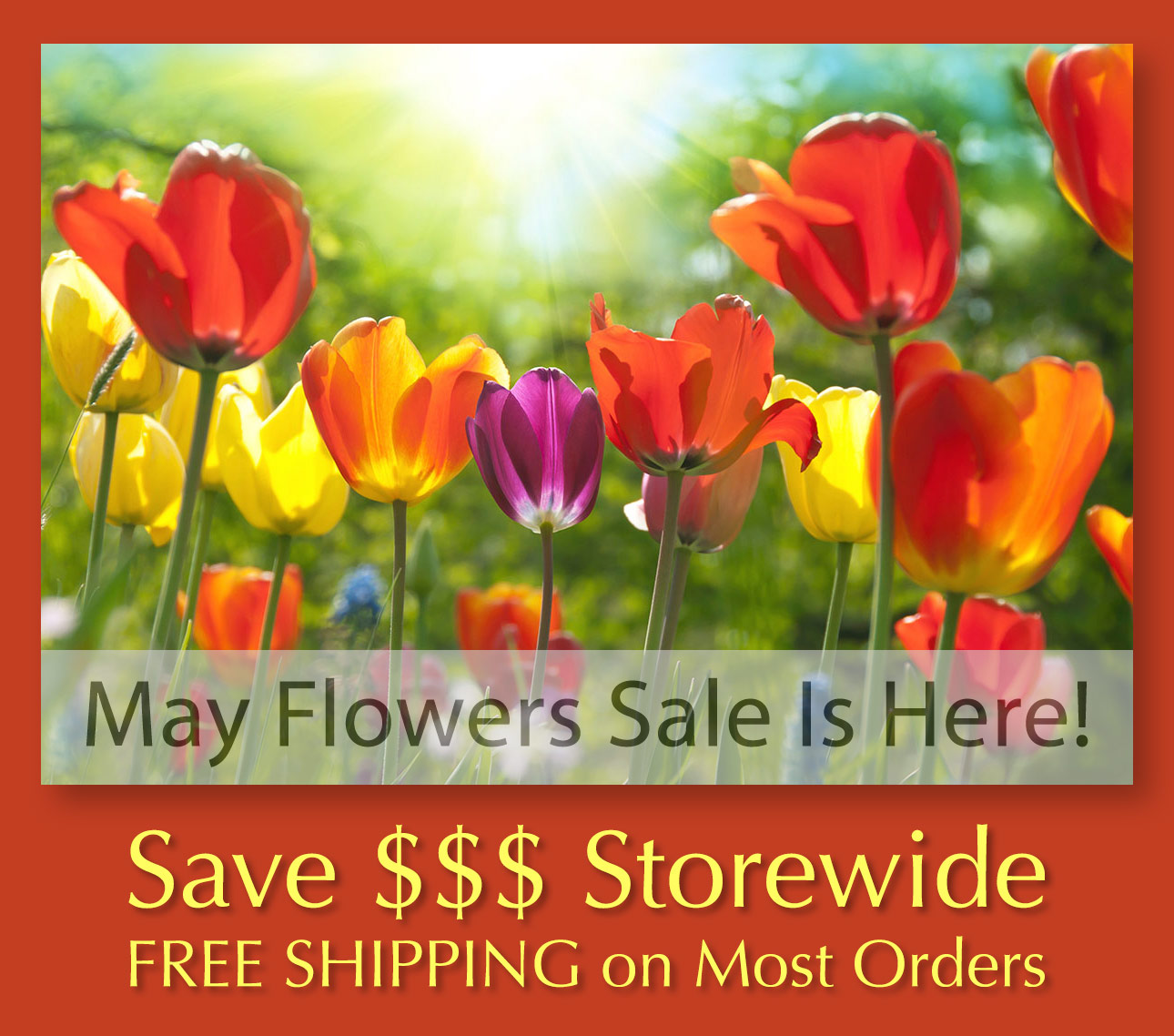 May Flowers Sale